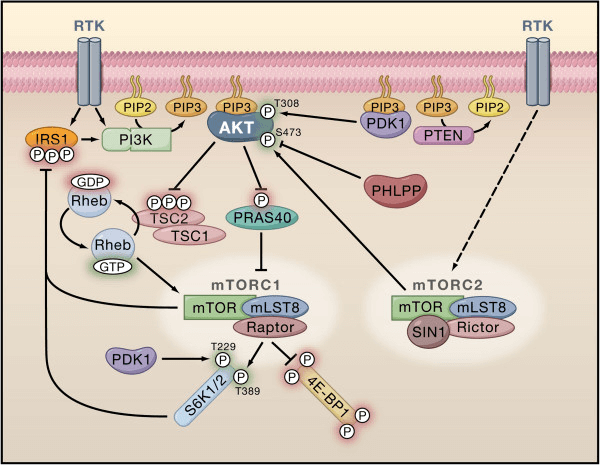 Fig.2 Signaling pathway of The PI3K/Akt/mTOR.